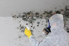 Best Basement Mold Removal  in USA